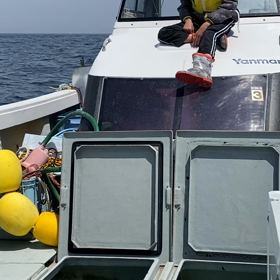 ヒジキ1回目の口開け後初のアジ釣りの画像