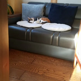 うす目で、私を見る、、、の画像