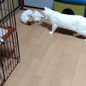 Home base　最強コンビ(=^・^=)小雪&チョコの画像