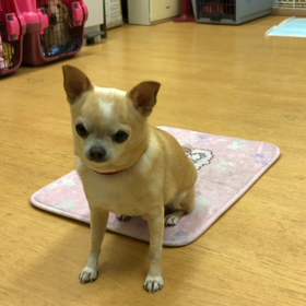 蘭丸編。の画像