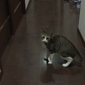 お利口さんฅ*’ω’*ฅﾆｬﾝ♪の画像