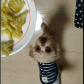 レオ　おいも食べるよ♡の画像