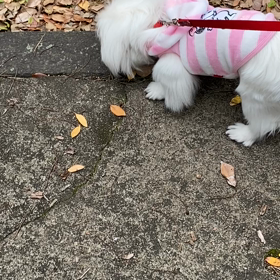 今さらながら”ノーサイドゲーム”の画像