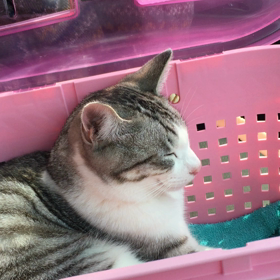 ドナドナドーナードーナーの画像