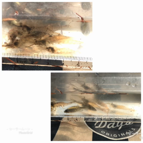 朝活、釣りの画像