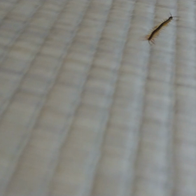 ムカデさんの画像