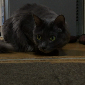 ふきもどしの画像