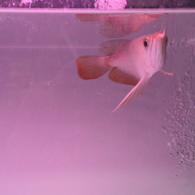 ダックス君の画像