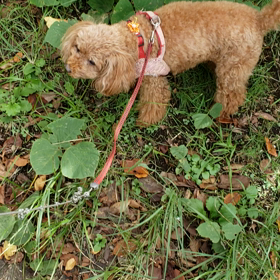 ももちゃん散歩の画像