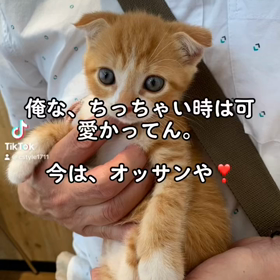 猫の独り言の画像