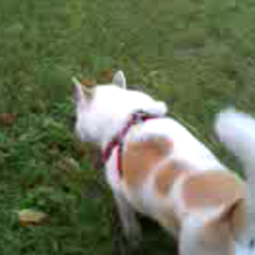 摩訶不思議の画像