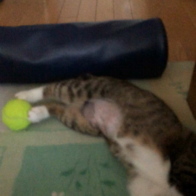 時代が違うといわれ、一生懸命考えるのはやめた…昨日猫蹴り玉の続き動画。の画像