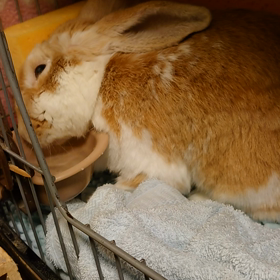 エンセファリトゾーン脳炎２６日目記録用の画像