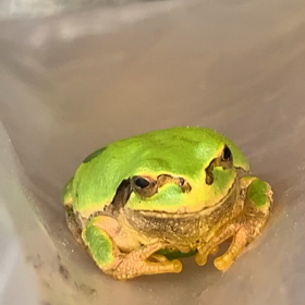 カエルさんの画像