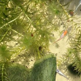 唯一の 篤姫ちゃんの画像