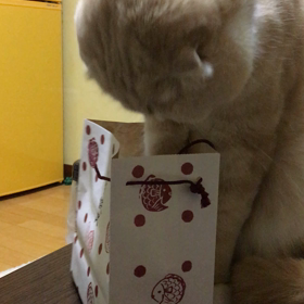 初めてのおつかいの画像