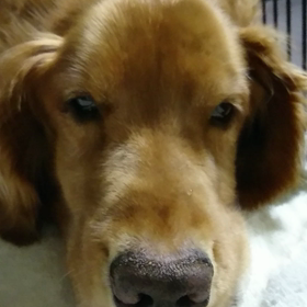 今日のマイケルの画像