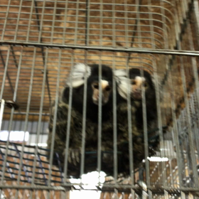 コモンマーモセットの画像