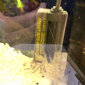 脱皮その2の画像