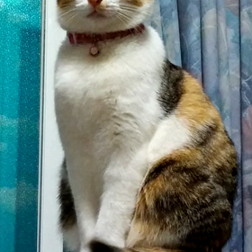 おしゃべりお母さんの画像