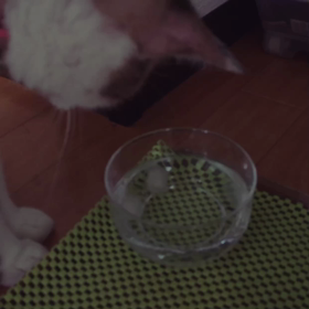 癒しのにゃんこの画像