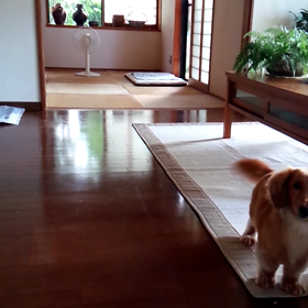 涼しい朝です♪の画像