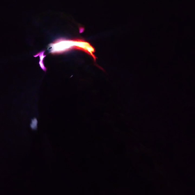 イルミネーションきなこの画像