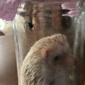 ハリネズミの捕食 〜ちっこい蜘蛛編〜の画像
