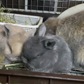 みりんちゃんベビーが可愛すぎる件の画像