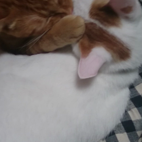 ◆愛されすぎるのも困りモノ…(^^;の画像