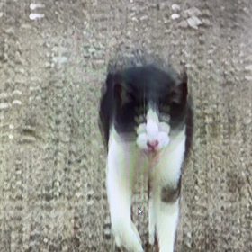 リョウとレッド思い出　　　2012年の動画　　の画像