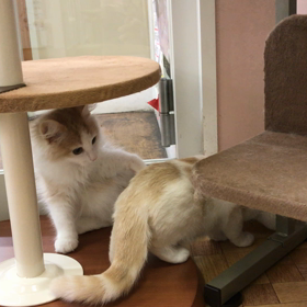 ✨猫部屋デビュー✨の画像