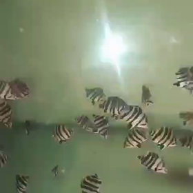 残念無念 リアルバンドの画像
