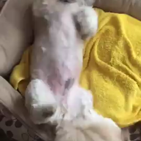 意味不明の画像