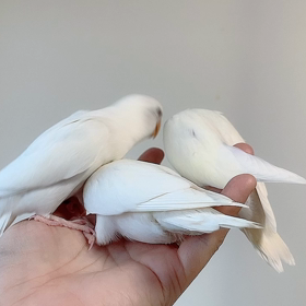 いつも仲良しの画像