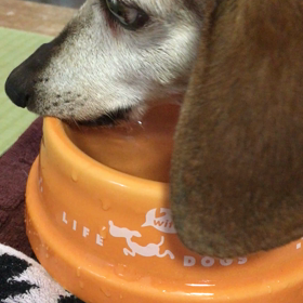 よく寝てます   寝すぎじゃないか！の画像