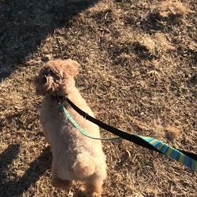 ♪お散歩動画♪代々木公園♪②の画像
