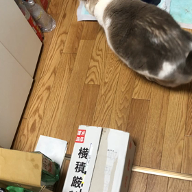 我が家のデブ猫ダイエット中の画像