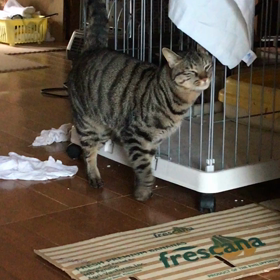 スリスリ娘の画像