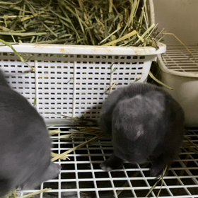 きよちゃんベビーおめめが開きましたの画像