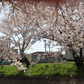 花吹雪　0405☆2018の画像