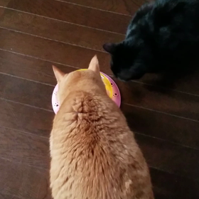 猫の画像