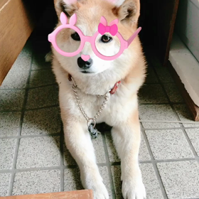 柴犬ネズミ&ウサギ？の画像