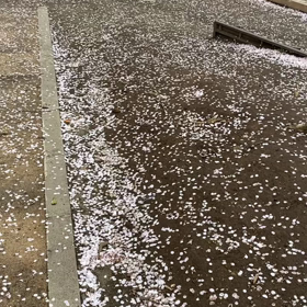 桜の花びらがひらひら舞う様子は美しいの画像