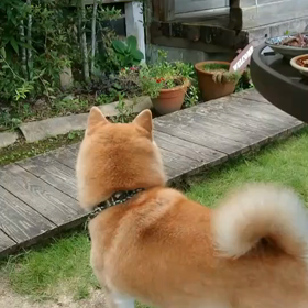 私が居ない時の豆ちゃまを知って…の画像