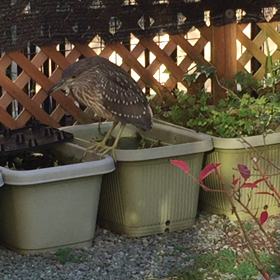 めだかが襲われてるの画像