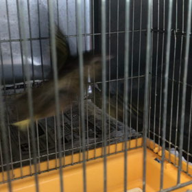 バサバサバサの画像