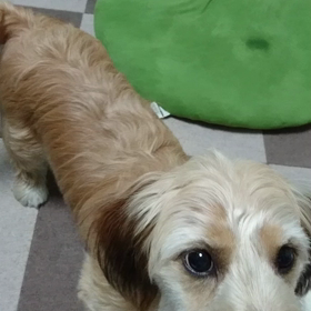 新しい芸(°▽°)の画像