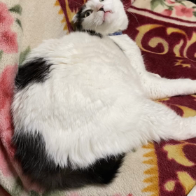 ある意味、期待外れなカワイイさぶちゃん。の画像