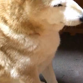 いろいろかなしすぎて…の画像